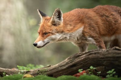Dua Satwa Baru di Gembira Loka Zoo Jogja Siap Sambut Wisatawan Libur Lebaran 2026