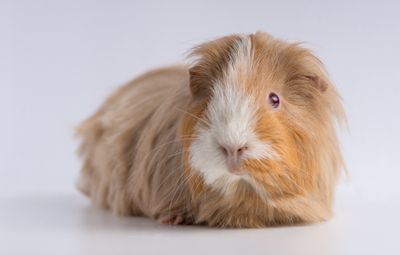 Keji! Arcade di Cina Pakai Hamster Hidup sebagai Hadiah Mesin Cakar, Publik Murka