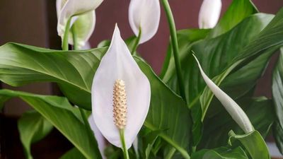 7 Tanaman Pembersih Udara di Dalam Ruangan yang Paling Mudah Dirawat dan Estetik