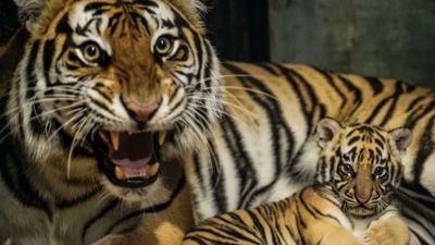 Hara, Anak Harimau Benggala di Bandung Zoo, Dilaporkan Mati