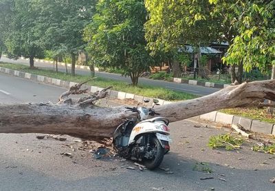 Pohon Tumbang di Aceh Besar, Pengendara Luka dan Motor Rusak 70 Persen