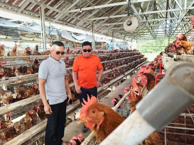 Tingkatkan Produksi Lokal, DPRD Kaltara Dorong Penguatan Peternakan Ayam Petelur di Tarakan