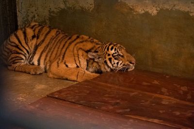 Satu Anak Harimau Mati, Satu Masih Dirawat Intensif di Bandung Zoo