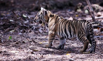 Mengenal Virus Feline Panleukopenia, Penyebab Kematian Dua Anak Harimau di Bandung Zoo