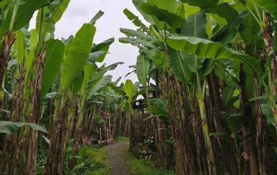 Pisang Jadi Andalan Ekonomi Warga Pujiharjo Malang
