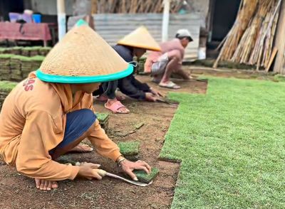 Halaman Rumah Jadi Cuan, Warga Malang Ubah Rumput Taman Jadi Sumber Penghasilan
