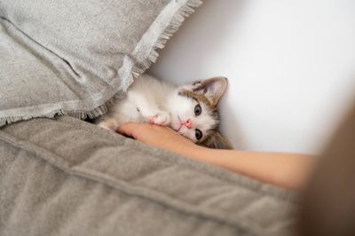 Alasan Kucing Suka Ngendus Kaki Manusia, Ternyata Ada Artinya