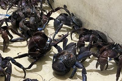 53 Kepiting Kenari Disita di Pelabuhan Makassar, Diselundupkan Tanpa Dokumen Resmi