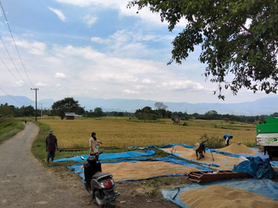 Di Tengah Ancaman Gagal Panen, Petani Aceh Besar Optimalkan Sawah Tadah Hujan