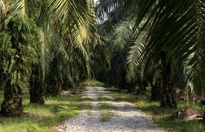 Dari Kebun hingga Hilir, SDM Jadi Kunci Transformasi Industri Sawit