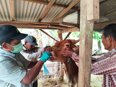 Kementan Sebut PMK di Lampung Timur Terkendali, Vaksinasi dan Biosekuriti Diperkuat