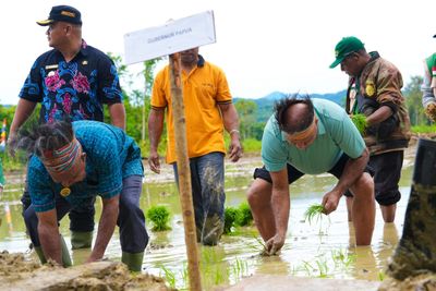 Gubernur Fakhiri Tanam Padi Perdana, Target 50 Hektare Sawah