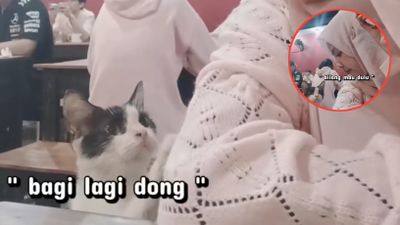 Walau Mengaku Takut, Perempuan Ini Tetap Berani Saat Kucing Datang dan Minta Makan dengan Sopan