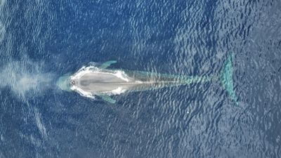 Paus Biru Kerdil Jelajahi 2.000 Km dalam 9 Hari di Indonesia-Australia, Ini Datanya