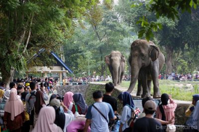Taman Margasatwa Ragunan Diserbu 421 Ribu Pengunjung Selama Libur Lebaran 2026, Target Resmi Dilampaui!