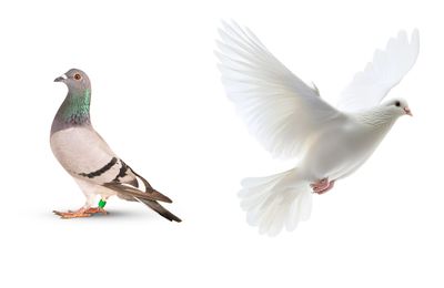 Perbedaan Merpati dan Dara: Burung dari Famili Columbidae yang Terlihgat Sama