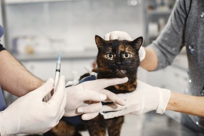 Catat! Ini Daftar Klinik Hewan di Kendari untuk Keadaan Darurat Anabul
