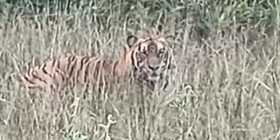 Harimau Muncul di Area Operasi PHR Aktivitas Pekerja Dibatasi