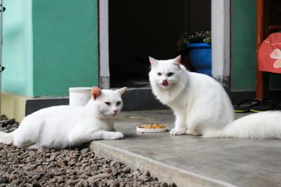 WijayaVet Jayapura Jadi Rekomendasi Klinik Hewan Lengkap dengan Fasilitas Medis Modern dan Layanan 24 Jam