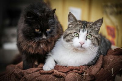 Omahkandang Doyo Baru Jadi Rekomendasi Petshop dan Grooming Kucing dengan Harga Terjangkau di Jayapura