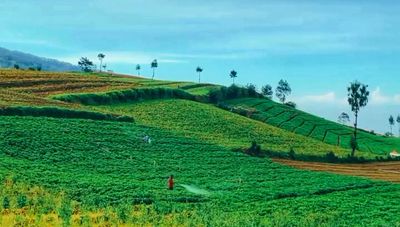 Brakseng Batu, Surga Hortensia dengan Latar Gunung Arjuno