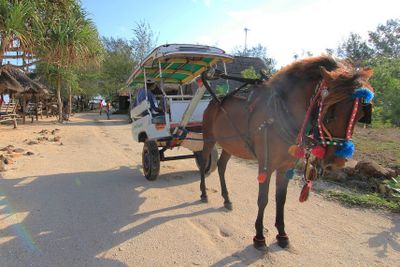 Bukan Sekadar Delman! Cidomo Jadi Transportasi Unik Favorit Turis di Lombok, Ini Fakta Menariknya