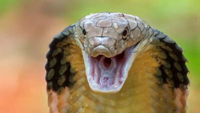 Waspada! Kobra Samarinda Mengganas di Musim Panas, Dua Warga Jadi Korban
