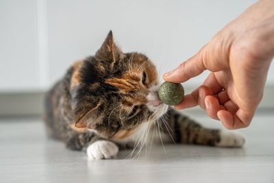 Apa Itu Catnip? Manfaat dan Cara Aman Memberikannya ke Kucing
