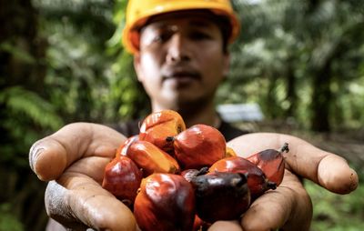 BPDP Dukung Riset Sawit untuk Tingkatkan Nilai Tambah dan Inovasi