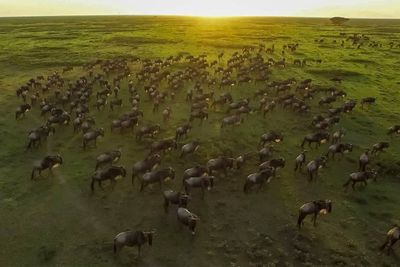 Migrasi Besar Afrika: Perjalanan 800 KM Mempertaruhkan Nyawa di Mulut Buaya