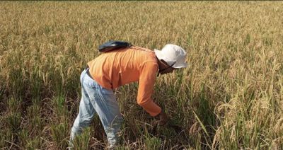 Air Laut Berdampak Buruk Pada Pertanian, Unit Pengembangan UMKM Bank Indonesia Tegal Beri Tanggapan