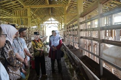 Sebanyak 100 Hewan Ternak di Peternakan Bumi Hijau Terpantau Sehat, Jelang Hari Raya Idul Adha