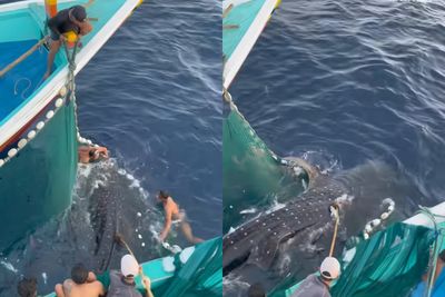 Hiu Paus Terjaring di Sendang Biru, Nelayan Berjuang Lepaskan Kembali ke Laut