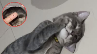 Kocak! Kuncing Ini Kena Azab karena Sering Jahili Pemilik