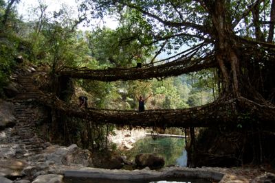Bukan Dibangun Manusia Ternyata Jembatan di India Ini Ditumbuhkan dari Akar Pohon Karet