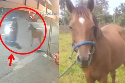 Dicuri Orang! Kuda di Tomohon Hilang Dicuri Pengendara Motor