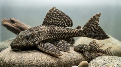 Tak Hanya Sapu-Sapu, 5 Ikan Ini Juga Berbahaya bagi Ekosistem