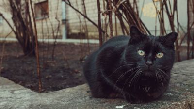 Membedah Mitos: Kucing dan Kemampuan Melihat yang Tak Kasat Mata