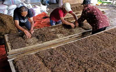 Petani Lereng Sumbing-Sindoro-Prau Mulai Olah Lahan Tembakau