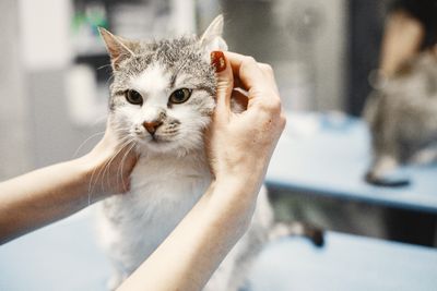 7 Cara Mandiin Kucing di Rumah Anti Dicakar dan Tetap Wangi