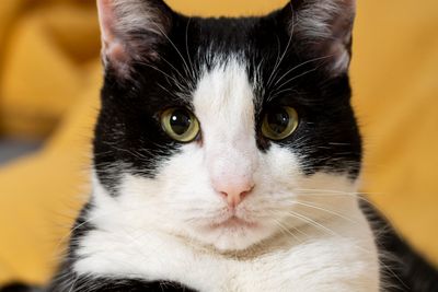Misteri Dancing Cat Disease: Tragedi Kucing Bunuh Diri yang Mengguncang Jepang
