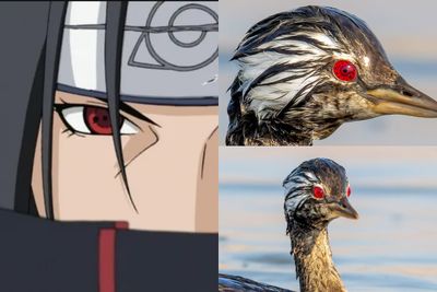 Unik! Burung Pimpollo Punya Mata Merah Mirip Sharingan di Dunia Nyata