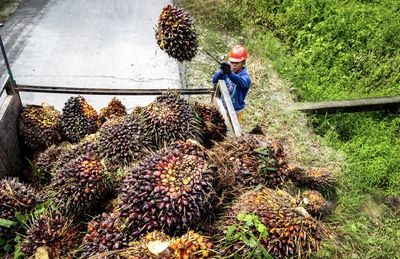 Pemanfaatan Limbah Jadi Fokus Pengembangan Industri Sawit