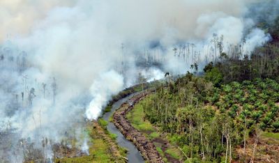 BPBD Papua Himbau Warga Tidak Lakukan Pembakaran Lahan Jelang Kemarau