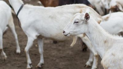Harga Kambing Kurban 2026 di Sultra Mulai Bergerak, Ini Rincian Terbaru yang Perlu Kamu Tahu