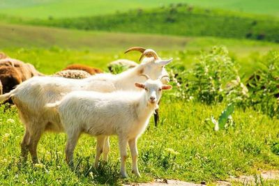 Persiapan Idul Adha 2026: Daftar Kisaran Harga Kambing di Berbagai Lapak Kota Jambi