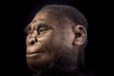 Fakta Unik Homo Floresiensis Manusia Hobbit yang Mengguncang Dunia Sains