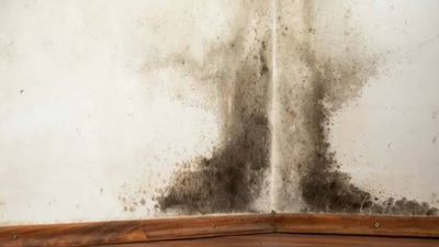 Cara Menghilangkan Black Mold di Kamar Mandi Secara Aman dan Tuntas