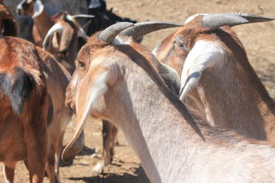 Harga Kambing Kurban di Kaltim Naik 15 Persen Tahun Ini