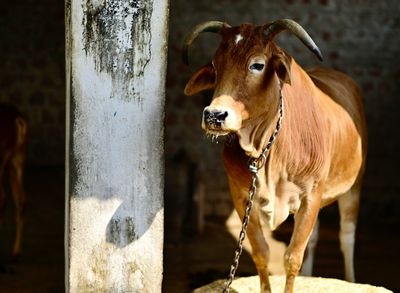 Update Harga Sapi Kurban Kaltim 2026
